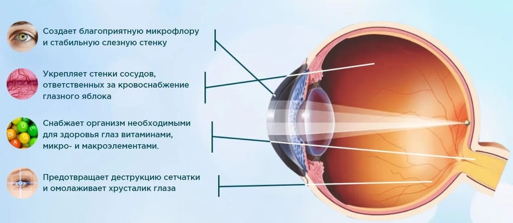 Действие Ливиоптика также направлено на поддержание нормальной функции сетчатки и других структур глаза